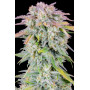 Сорт семян каннабиса Original AUTO AFGHAN KUSH
