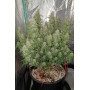 Сорт семян каннабиса Original AUTO BLUEBERRY