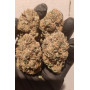 Семена каннабиса PAPAYA SHERBET ™
