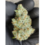 Семена каннабиса FORBIDDEN Runtz Auto