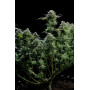 Семена каннабиса GG4 ™ (Gorilla Glue)