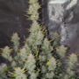 Семена каннабиса Wedding CHEESECAKE Auto