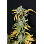 Семена каннабиса GRAPEFRUIT Auto