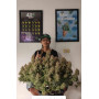Семена каннабиса Wedding GLUE Auto