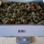 Семена конопли Green Gelato от Marley Seedbank - Smartshop-smartshop.ua®