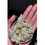 Сорт семян каннабиса Original AUTO BIG BUD