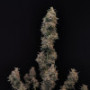 Сорт семян каннабиса Original AUTO CHEMDAWG