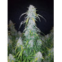 Семена каннабиса Six SHOOTER Auto