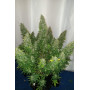 Сорт семян каннабиса Original AUTO SOUR DIESEL