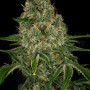 Семена конопли Auto Gagarin Fast от Marley Seedbank - Smartshop-smartshop.ua®
