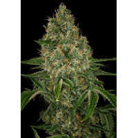 Auto 77 Days