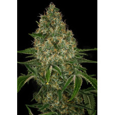 Auto 77 Days