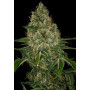 Семена конопли Auto 77 Days от Divine Seeds - Smartshop-smartshop.ua®