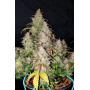 Сорт семян каннабиса Original AUTO SKUNK