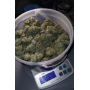 Семена каннабиса GORILLA MELON™