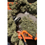 Сорт семян каннабиса Original AUTO WHITE WIDOW