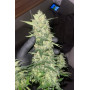 Сорт семян каннабиса Original AUTO MOBY DICK