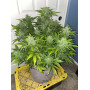 Cannabis seed variety RUSSIAN Auto