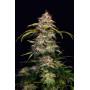 Сорт семян каннабиса Original AUTO SOUR DIESEL