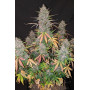 Семена каннабиса C4 Auto