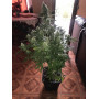 Семена конопли Bubble Gum от Marley Seedbank - Smartshop-smartshop.ua®