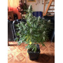 Семена конопли Bubble Gum от Marley Seedbank - Smartshop-smartshop.ua®