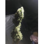 Семена конопли Bubble Gum от Marley Seedbank - Smartshop-smartshop.ua®