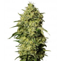 Auto Amnesia Feminised Gold