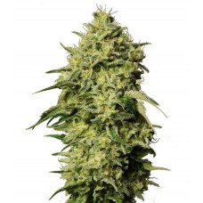 Auto Amnesia Feminised Gold