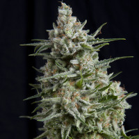 ANESTHESIA_CBD