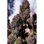 Семена каннабиса PURPLE HAZE Auto™