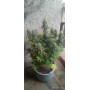 Семена конопли Gagarin от Marley Seedbank - Smartshop-smartshop.ua®