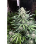 Сорт семян каннабиса Original AUTO BIG BUD