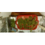 Семена конопли Gagarin от Marley Seedbank - Smartshop-smartshop.ua®