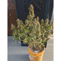 Семена конопли Auto Mazar от Divine Seeds - Smartshop-smartshop.ua®