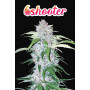 Семена каннабиса Six SHOOTER Auto