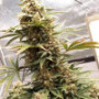 Семена каннабиса West Coast O.G. Auto