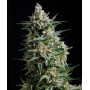 Cannabis seed variety Auto ANESTHESIA