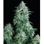 Cannabis seed variety Auto ANUBIS