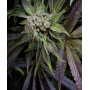 Cannabis seed variety Auto BLUE PYRAMID