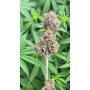 Семена конопли Auto Candy от Divine Seeds - Smartshop-smartshop.ua®