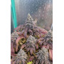 Семена каннабиса PAPAYA SHERBET ™