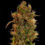 Семена конопли Auto Kali Mist Feminised Gold от Error Seeds - Smartshop-smartshop.ua®