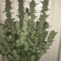 Семена каннабиса GREEN CRACK Auto