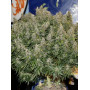 Сорт семян каннабиса Original AUTO NORTHERN LIGHTS