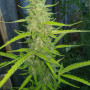 Семена конопли Auto Moon Rock от Divine Seeds - Smartshop-smartshop.ua®