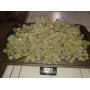 Семена конопли Divine Indica от Divine Seeds - Smartshop-smartshop.ua®
