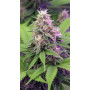 Семена конопли Fractal от Divine Seeds - Smartshop-smartshop.ua®