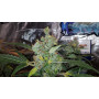 Семена конопли Auto Moon Rock от Divine Seeds - Smartshop-smartshop.ua®