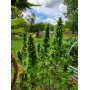Семена конопли Fractal от Divine Seeds - Smartshop-smartshop.ua®